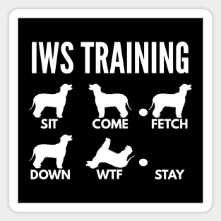 IWS Training Irish Water Spaniel Tricks Magnet